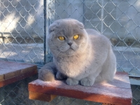 Kati