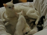 Bebcheta