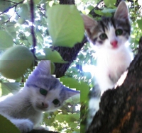 Romeo i Zhulieta
