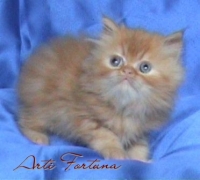 Персийски котенца!!!на добри цени!!! - договар