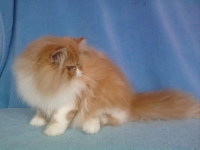 Sinbad i Samson