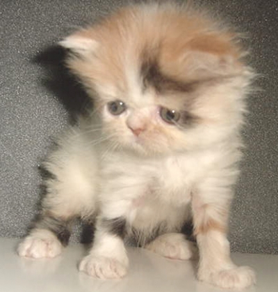 Продавам пухкави персийски котета