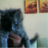 Marsi