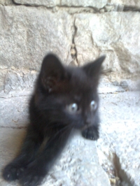 Nini i Mini