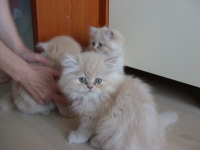 Kote persijcheta - 100 lv.