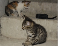 Gospodin kotak
