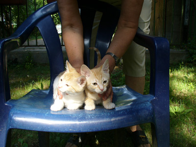 Две намерени котенца сестрички 