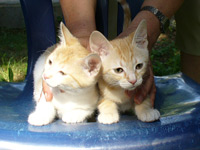 Две намерени котенца сестрички 