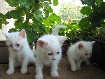 Бели котенца
