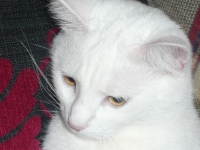 Bela i Lora