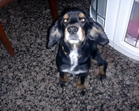 Bruno