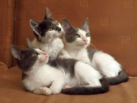 Mitsi,Bobo,Dudi