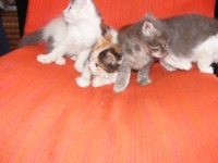 kotentsa