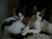 tigyrcho, belushko, tomi