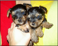 Бебетата на Аксел и Maziyorkshire terrier