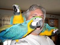 Talking Macaw Parrots for Sale