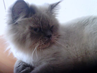 Leo