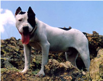 Max - питбул - 11 м.