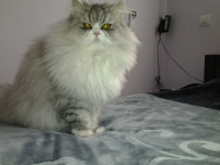 chocho