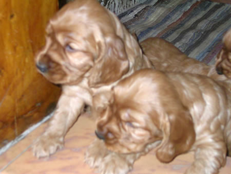 Kora