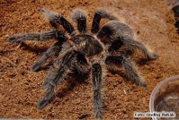 prodavam Tarantuli