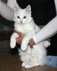Turska Angora