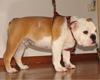 Dexter