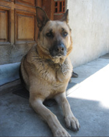 Herra