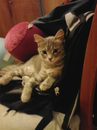 Misha