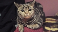 Meri