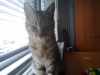 Denis