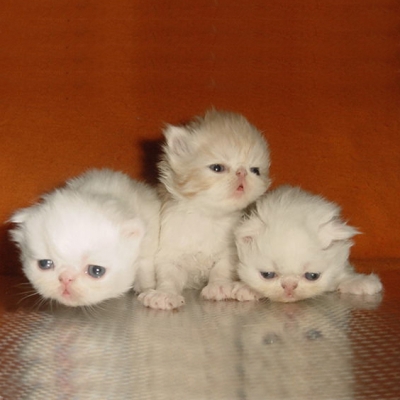  Персийски котенца - малки сме, но бързо расте