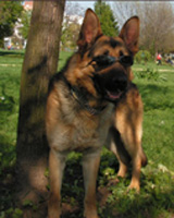 ROKI