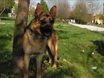 ROKI