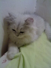tomi