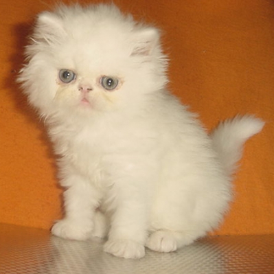  Персийско котенце -  бяло момче.