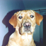 Ерик - Labrador Retriever