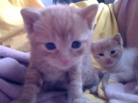 KOTE