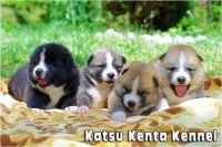 Katsu Kenta Kennel - продава бебета от породат