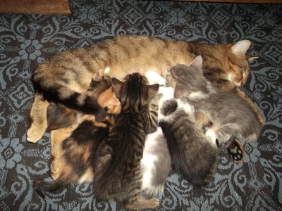 Шест малки котета