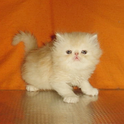 Кремави персийски котенца.