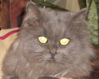 Maxwelle