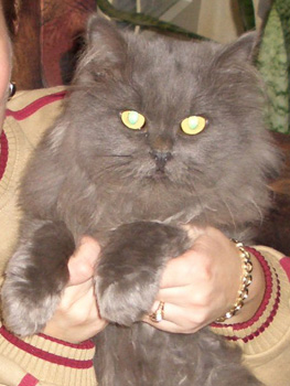 Maxwelle