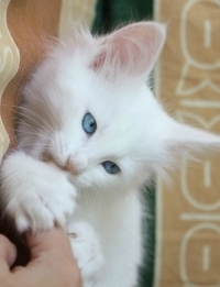 syni