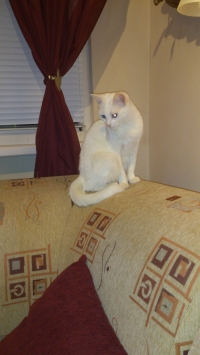 Lili