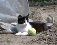 Лъчко