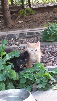 Две малки сладки котета 