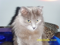 SYNI