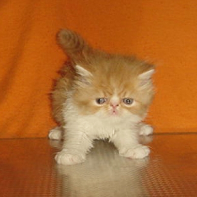  Червено-бели и кремаво персийски котенца.