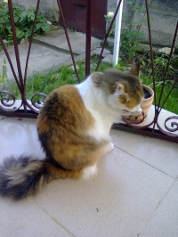Puki